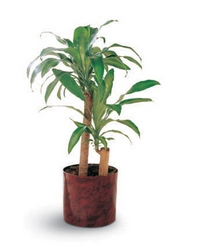 Corn Plant